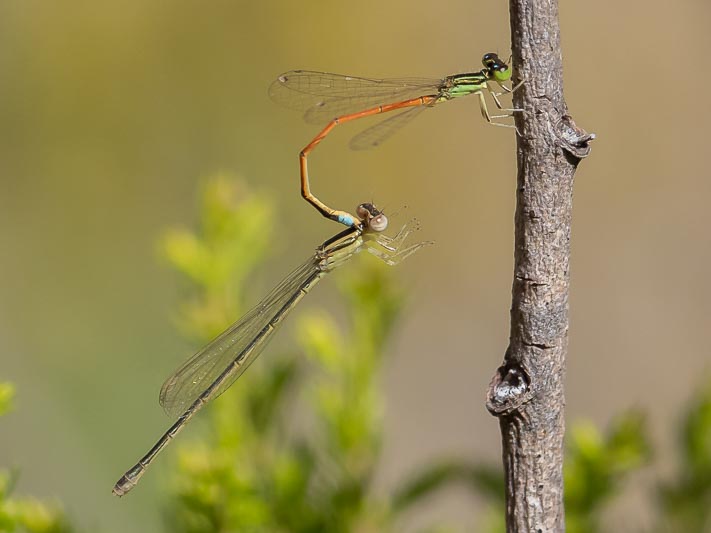 Ischnura aurora (Aurora Bluetail) tandem 2.jpg